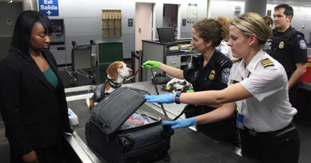 Voler avec son chien ou son chat